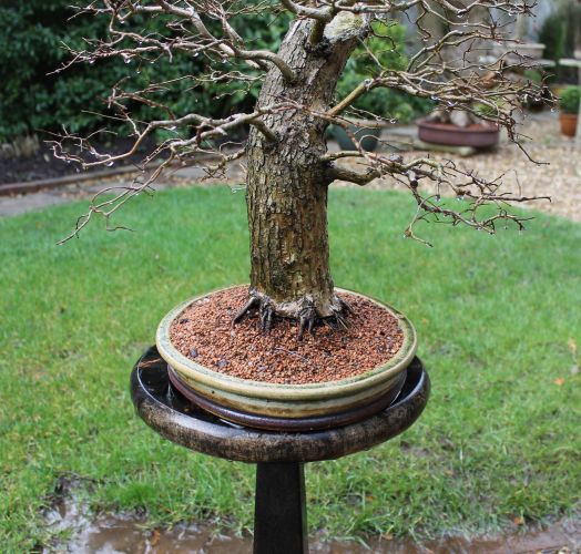 bonsai watering in